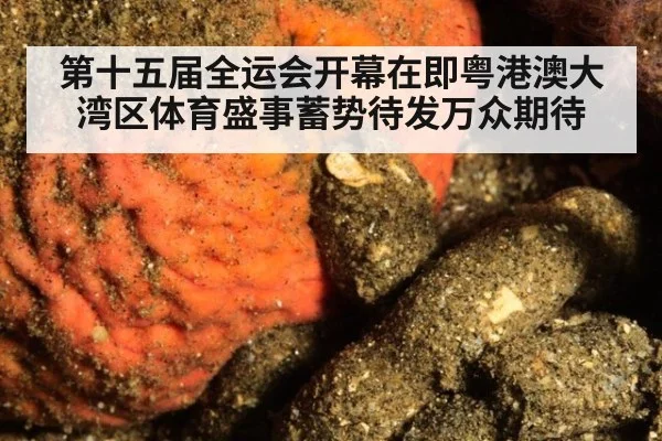 第十五届全运会开幕在即粤港澳大湾区体育盛事蓄势待发万众期待